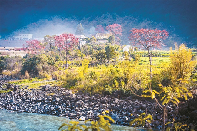 怒江兩岸木棉花開(kāi)紅似火