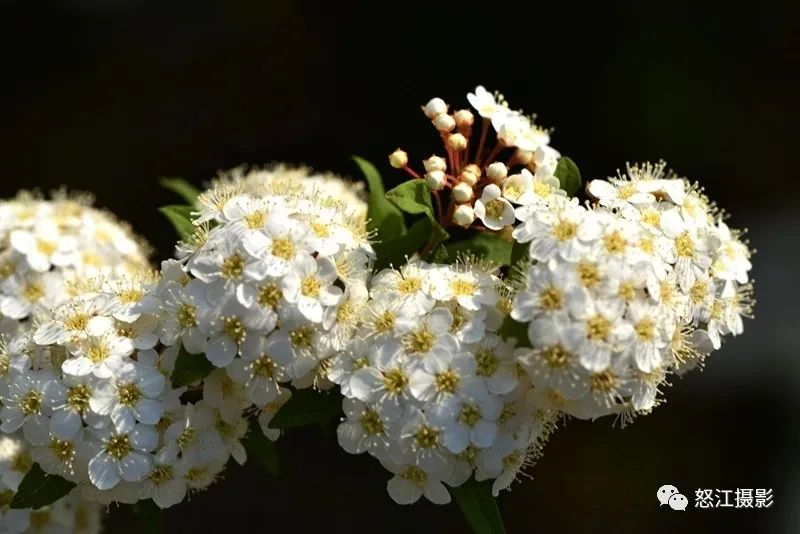 怒江游玩新去處，大密扣花開(kāi)漫山野