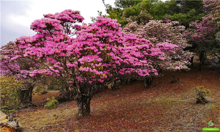 青巖山杜鵑花開漫山野 大美蘭坪等你來！